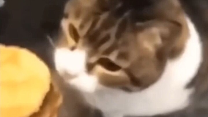 With more refined language, I humbly invite my dear feline companion to savor a supreme delicacy kno