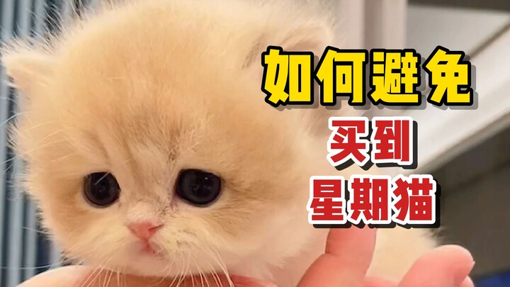 你知道什么是“星期猫”吗？这些问题要注意！