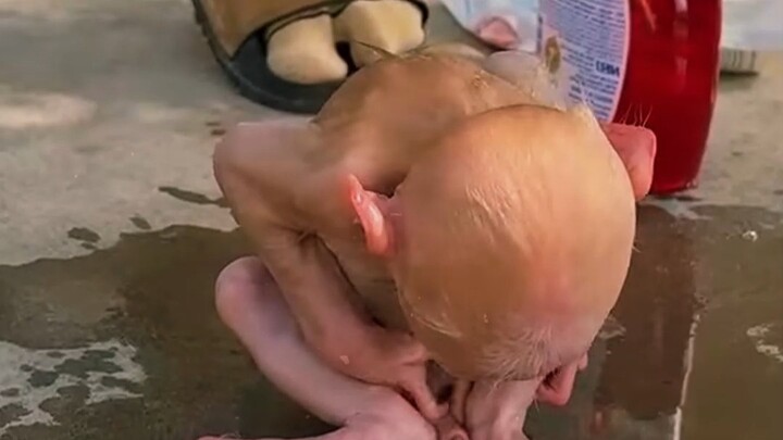คุณแม่อาบน้ำให้ลูกลิงเซน่า