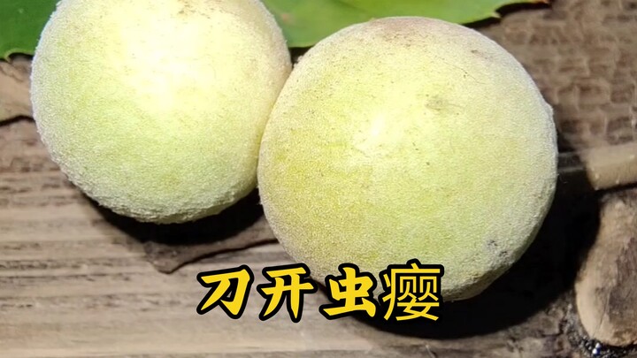Di dalam gajah tumbuhan ini tersembunyi larva lebah gajah yang gemuk dan lezat