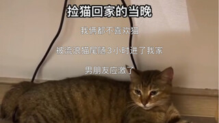 Neither of us likes cats—after being trailed by a stray cat for 3 hours, the dog lovers finally gave