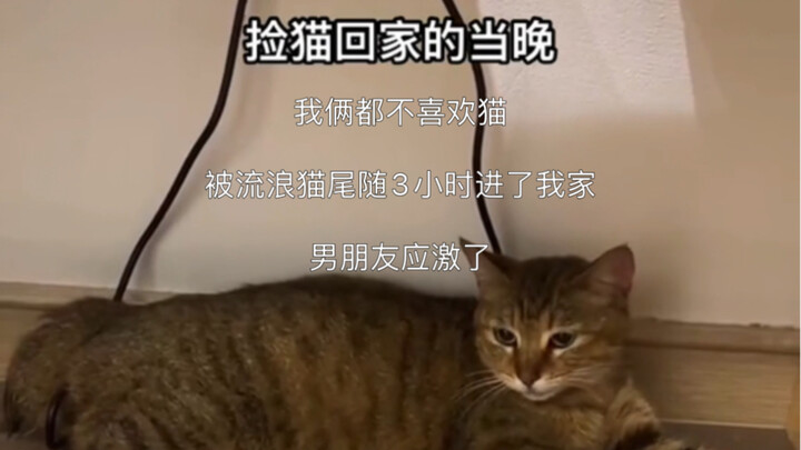 我俩都不喜欢猫 狗狗党被流浪猫猫尾随3小时后