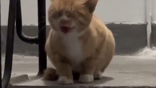 Berbagai suara kucing