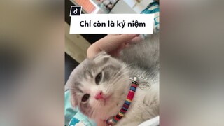 Sự đáng iu này giờ chỉ còn là kỷ niệm... cần tìm một chiếc mèo quấn chủ 🥲 meo cat MuaTotNghiep trending