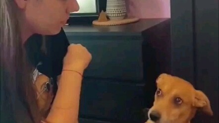 Anjing itu baru pertama kali bertemu dengan pacar tuannya, wajahnya penuh kehati-hatian.