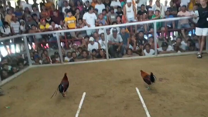 #2nd fight #panalo ang magkapatid