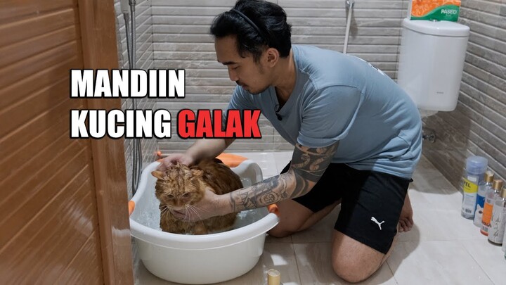 Mandiin ENYO Yang Galak