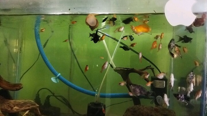 ballon molly and swordtail