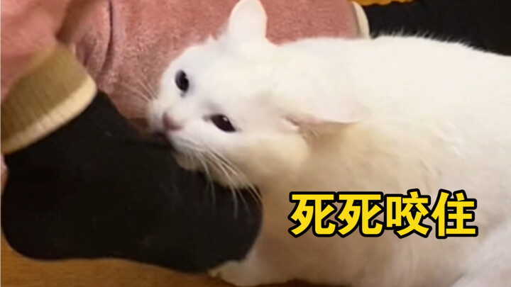 Kucing di rumah berani melawan ibu saya demi melindungi saya! Bikin hati hangat banget!