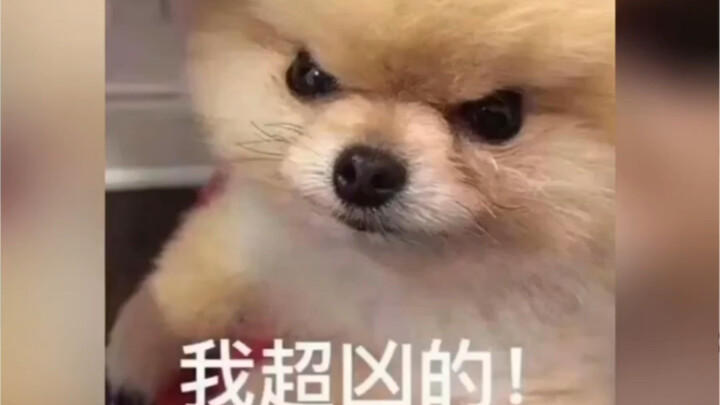 น้องหมาก็มีอารมณ์เหมือนกัน! น้องหมา: ความรักที่มาช้ากว่าเวลามัน “ไร้ค่า” ยิ่งกว่าหญ้าเสียอีก