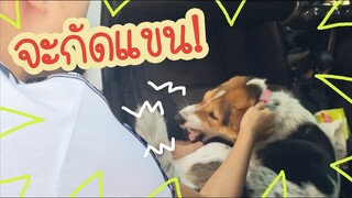โลกของแสนดี ตอน เลี้ยงไม่เชื่อง