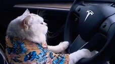 宠物-狗,猫,鹦鹉,鱼,老鼠 26.02.2024 #病毒 #短裤 #狗 #猫 #宠物 #31