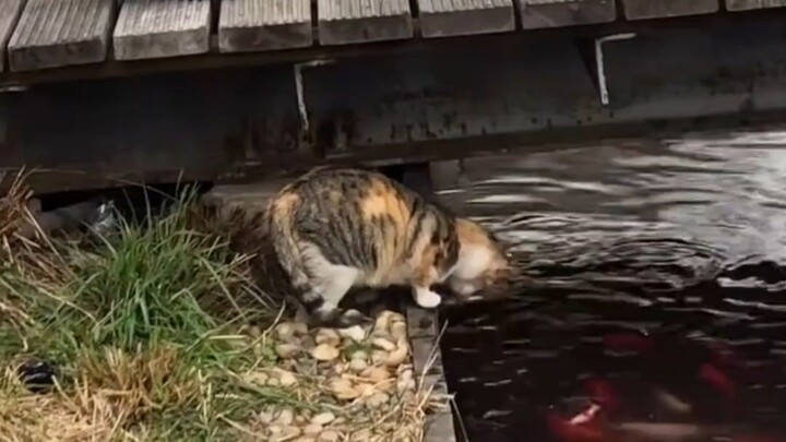 Whatever flies in the sky, runs on the ground, or swims in the water—all are within this cat’s grasp