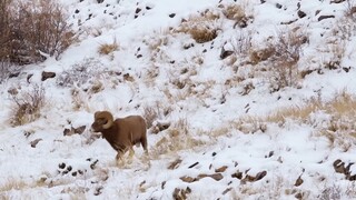 Wild Animal Fights  Territory Power Survival _ Full Documentary (1080P HD)