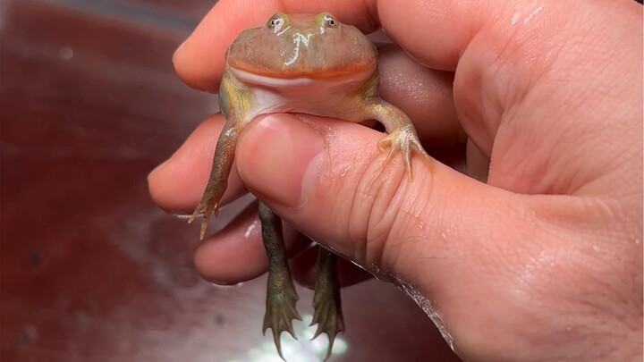 The beautiful metamorphosis of the clown frog tadpole… What’s the best thing to keep in a 2-meter ta
