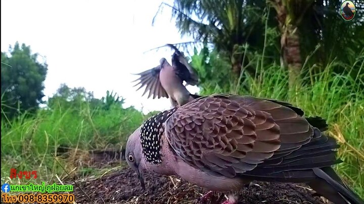 ถึงลมแรงก็ยังลงสู้เหมือนเดิมครับนกป่าใจเด็ด【เจ้าสิงขรEP99】#Bẩy Chim Cu Gáy#burk terkukur pikat