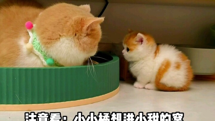 กลายเป็นว่าลูกแมวจริงๆ แล้วร้องไห้ได้ด้วยนะ