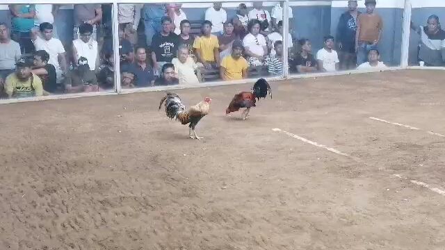 MCA invational 4stag valentine derby win