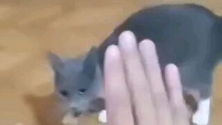 Kung fu hand vs kung fu cat