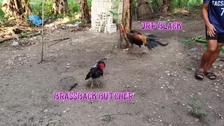 Brassback Butcher VS JRP Black  Spar