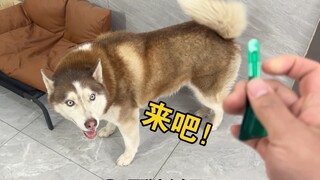 The默契 between the husky and its owner is so seamless it's almost heartbreaking!