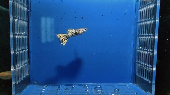 Guppy yellow snakeskin/cobra terWOW