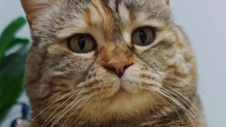 With a majestic figure and a handsome appearance, he opens his mouth and wants a ton of cat food.