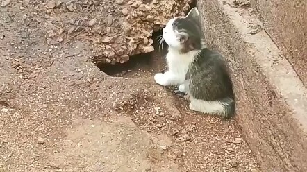 Directly watching the battle between cat and mouse, the cat not only won a great victory, but also o