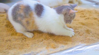 Beri kucing sebidang pasir, langkah seperti apa yang akan diambil kucing? Kucing: Seru banget!