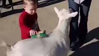 大型动物园认亲现场