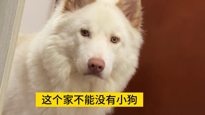 Where’s the free dog food?