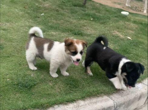 Tuyển tập cún con