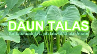 "DAUN TALAS"