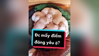 Sắp phải chia tay các e buồn quá huhu. Ai đón các e về ko nào? cunyeucuadua chó chócon chókhôn chócute