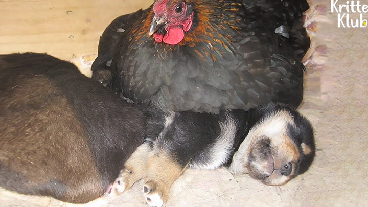เหตุการณ์แม่ไก่ฟักลูกหมา! แม่ไก่บอก: ถ้าไม่มีไข่ให้ฟัก ก็ฟักลูกหมาแทนแล้วกัน!