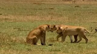 সিংহরা খুবই অভ্র হয়