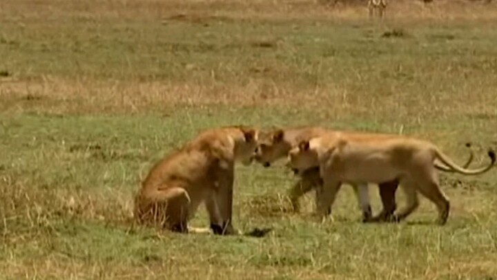 সিংহরা খুবই অভ্র হয়