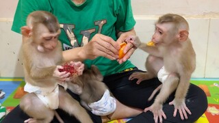 Both Lovely Baby Lion & Sono So Happy Playing   Mom Routine Feed Fruits For Babies