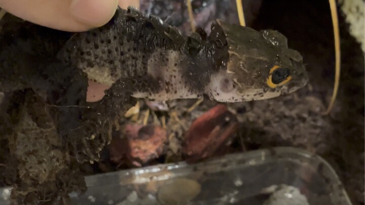 Toothless is officially mine—time to start packing and moving!