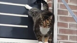 Tôi về rồi, mau mở cửa cho tôi đi!!