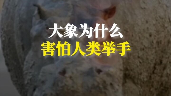 Why Are Elephants Afraid When Humans Raise Their Hands?