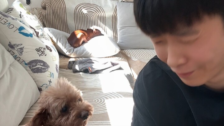 Ngebuktiin trik ubah wajah buat kalian #anjing #hewanpeliharaanimut #pameranperilakumenggemaskan