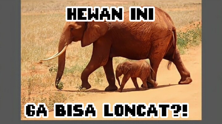 HEWAN INI GA BISA LONCAT?! 🤔🐘