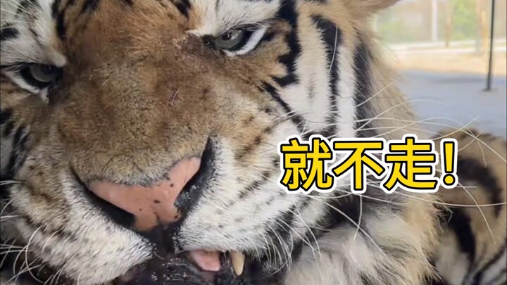 สามารถทำให้เหมาเหมาฉลาดขึ้นด้วยการออกตัวแบบยิงกระสุนได้