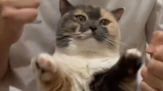 我们简直就是萌猫的代表