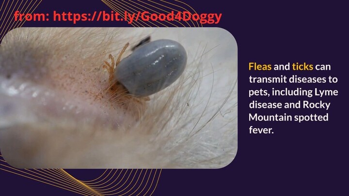 The Importance of Regular Flea and Tick Prevention for Your Furry Friend