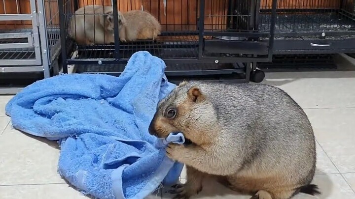 Cuộc chiến giữa con marmot và chiếc khăn tắm