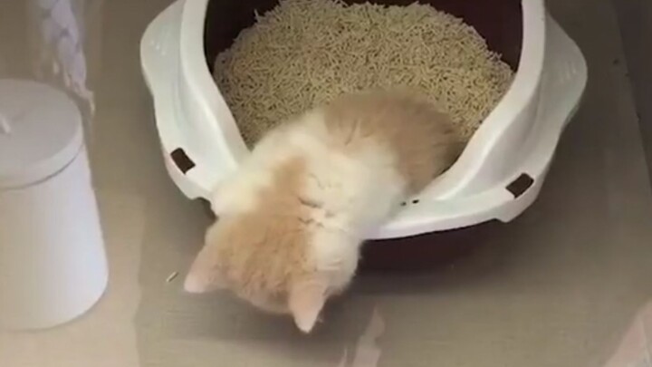 “小猫咪这么睡肯定有他的道理！”