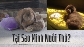 Tại Sao Mình Nuôi Thỏ Thay Vì Nuôi Chó Mèo?