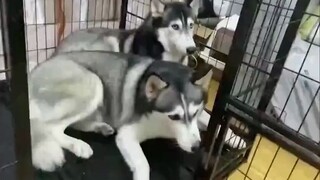 Cú đá đó thực sự đánh vào xương hài hước của tôi